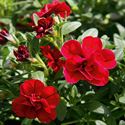 Bild von Calibrachoa double P12 Red